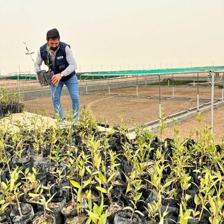 In partnership with the local government of Basra and the technical support from the Marine Science Centre- University of Basra, WFP is working for the protection and improvement of the environment in Basra through the creation of a mangrove ecosystem in the tidal flat of Khor Al-Zubair. 